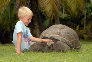 Attractions_on_La_Digue_Seychelles_Giant_Tortoises