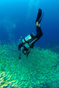 Diving off La Digue Island, Seychelles
