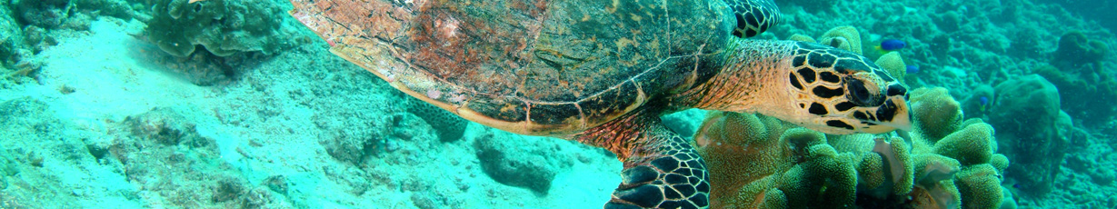 Diving_in_Seychelles_Slider_04