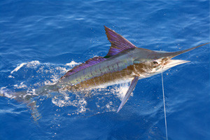 Fishing_on_La_Digue_Island_Seychelles_(sailfish)