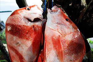 Fishing_on_La_Digue_Island_Seychelles_(snapper)